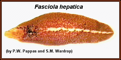 fasciola_adult_1.gif