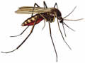mosquitoes.jpg